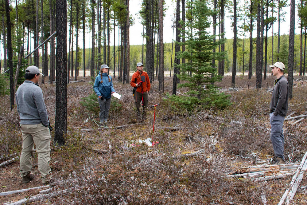 4 field crew members standing around a soil probe discussing. They are in a mature pine forest