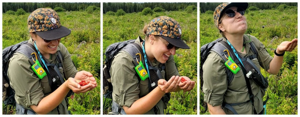 3 images. a field tech joyously holds a handful of red berries, a field tech holding up an empty hand with mouth full of berries