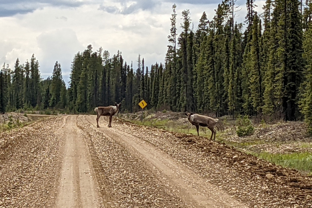 2 caribou on a gravel road