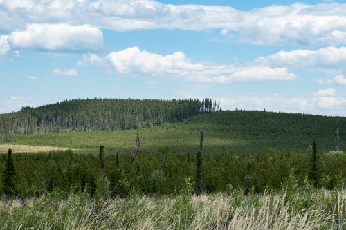 Effects of Planting, Vegetation Management, and Pre-Commercial Thinning on the Growth and Yield of Lodgepole Pine Regenerated after Harvesting in Alberta, Canada